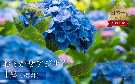 日本一の花のまち田原市！！ 生産者直送 アジサイ 5号鉢 おまかせ