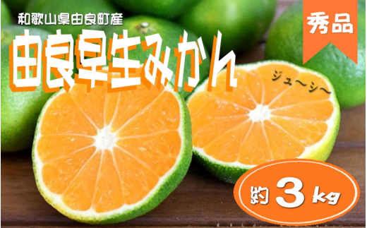 【和歌山県紀美野町】【先行予約】≪秀品≫和歌山由良町産 由良早生みかん 約3kg サイズおまかせ  / みかん 果物 くだもの フルーツ 柑橘 オレンジ【sml107C】