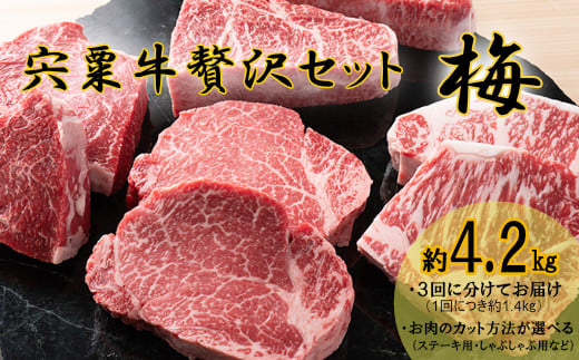 yɌszF10@ґZbgy~F4.2Kgz@  An  󂯌p јa @Xe[L  ē Ă XCX Ԃ   uh Y