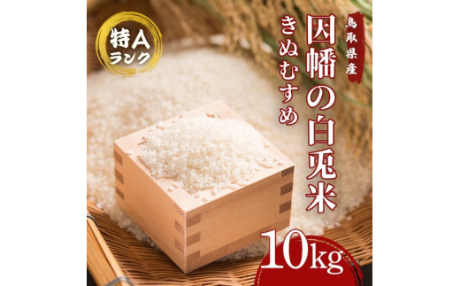 因幡の白兎米 きぬむすめ 令和7年度産 精米済 10kg（5kg×2袋） - 鳥取 