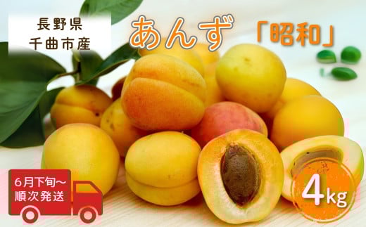 【長野県千曲市】【2026年先行予約】あんず 昭和(長野県オリジナル品種) 約4kg 杏子 アプリコット 千曲市産 長野県 信州