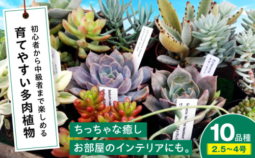 多肉植物 10品種10鉢セット 植物 セット 初心者 育てやすい 多肉