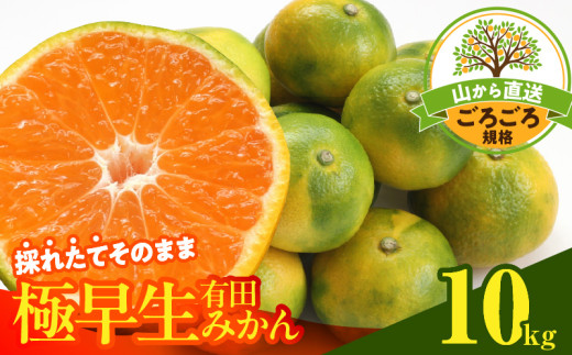 【和歌山県湯浅町】MK1078_みかん 極早生 山から直送 箱込 10kg ( 内容量 9.2kg ) 採れたてそのままごろごろ規格 有田みかん 和歌山県産