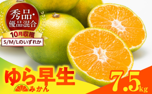 ya̎R󒬁zMK1055_瑁 ݂  7.5kg ( e 6.8kg ) S M LTCŶꂩ Gi Di  Lc݂ a̎RY