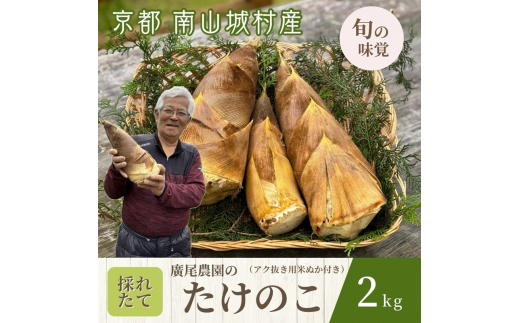 たけのこ 京都産 山城産京野菜 朝堀り 筍