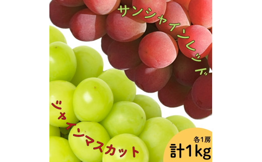 2026年発送☆先行予約】サンシャインレッド・シャインマスカット2房