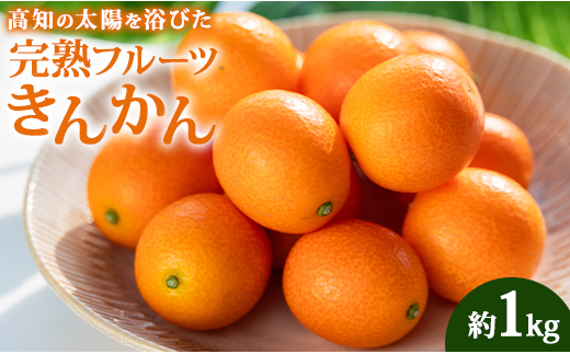 数量限定】きんかん 金柑 約1kg 高知の太陽を浴びた完熟フルーツ