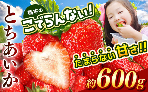 2027年1~3月発送】先行予約受付中！ 栃木のこでらんないイチゴ（とち