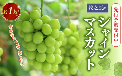 ミニ トマト フルーツ トマト ラブリーさくら うまたま 選べる ミニ トマト フルーツ トマト ラブリーさくら うまたま 選べる