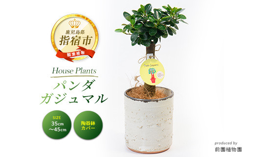 【2025最新作】 太ガジュマル 希少！！】 人気昇り龍 no 根を楽しむ植物（Ryu フィカス