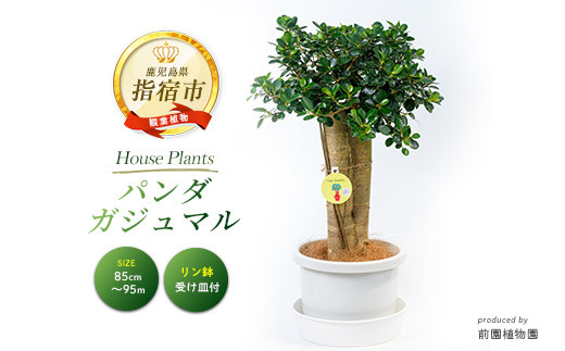 パンダガジュマル　斑入り　希少　７号　リン鉢 パンダガジュマル 斑入り 希少 7号 リン鉢 Amazon.co.jp