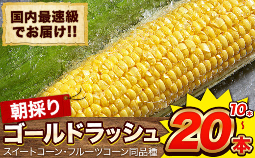 収穫日即日発送　新鮮朝採りヤングコーン200本　ゴールドラッシュのベビーコーン 即日発送 新鮮朝採りヤングコーン200本 季節限定ゴールド
