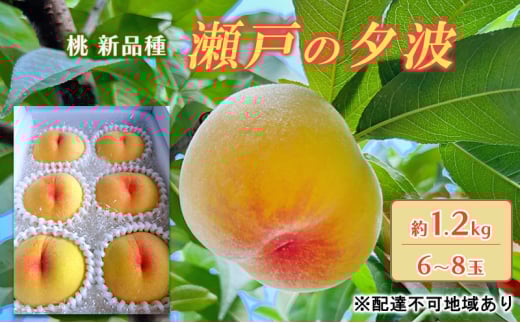 yRԔ֎sz 2026N s\ ˂̗[g KU-PP2 1.2kg 6`8 Vi   t[c ʕ R Ԕ֎sY