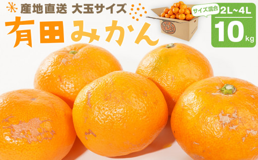 【和歌山県有田川町】産地直送 有田みかん 大玉サイズ 2L〜4L サイズ混合 約10kg 喜楽farms 【2025年12月以降順次発送】