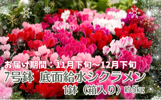 7号鉢 底面給水 シクラメン 1鉢（箱入り） - 香川県観音寺市｜ふるさと