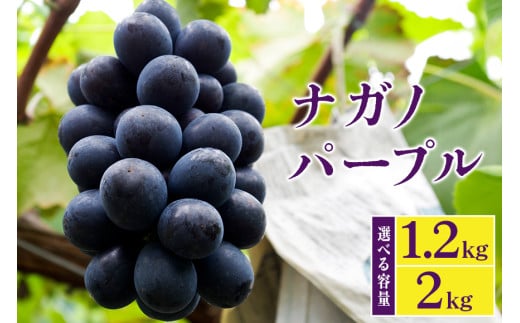 y錧Ήszy 2026N s\ z iKmp[v 1.2kg 2kg Iׂ JcԂǂ 3[ ` 4[ 5[ ` 7[ Ԃǂ uhE Y ʕ   t[c 1.2L 1kg ȏ 8 { 9 