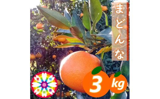 愛咲果樹園 「 甘平 」約2kg<C71-11>_ みかん ミカン 果物 愛咲果樹園 「 甘平 」約2kg<C71-11>_ みかん ミカン 果物