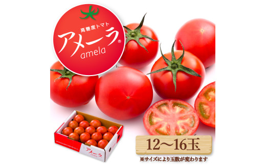 2025年12月配送】アメーラ トマト 12-16玉 - 静岡県藤枝市