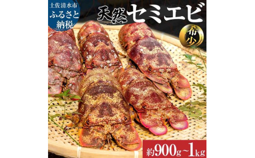 幻の天然セミエビ 約900g～1kg（サイズおまかせ）※着日指定不可※漁師