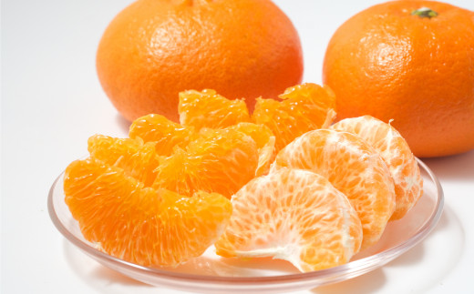 ふるさと納税 愛媛県 伊方町 木野本農園　季節の柑橘食べ比べセット 10kg※着日指定不可※2024年1月上旬〜5月下旬頃に順次発送予定