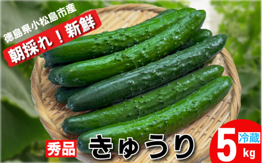 yszイ Gi 5sȏi54{jVN ̂ イ s  Ė Yn 5kg |̕ ӉZ LE 