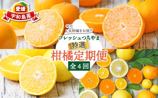 超ポイントアップ祭 贈答用 秀品 柑橘定期便 全 4回 みかん定期便 先行予約 愛果28号 ピンズ・ピンバッジ・缶バッジ