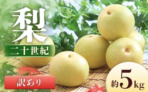 y쌧Luzy2026Ns\z \I󂠂聦5sy8`16ʁz@2026N9\聦