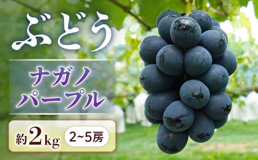 y쌧Luzy2026Ns\zԂǂ iKmp[v 2kgy2`5[z2026N8{`9{\聦