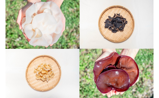 ya̎RzM254@û炰v炰E炰炰ZbgQ