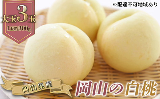 yRsz[5615-0724] 2026N s\ R  3ʁiӐji1ʖ300gj   RY Y t[c ʕ Mtg