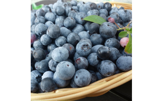 ymLszs\2026N@u[x[@20Nԍ͔|Ԓ_sgp@~co`̃u[x[y1618137z