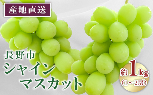 長野市産 シャインマスカット1kg【2026年9月以降出荷分】（矢島農園