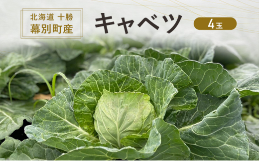 北海道 十勝 幕別町産 キャベツ 4玉 【 野菜 サラダ 産地直送 竹内農場