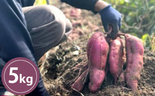 【山口県萩市】さつまいも 栽培期間中 農薬・化学肥料不使用 サツマイモ 5kg 紅はるか 芋 |HG000890