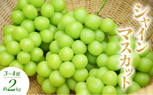 y쌧RmzVC}XJbg 3`4[ 2kg Ԃǂ uhE  }XJbg ʕ t[c 쌧  Rm