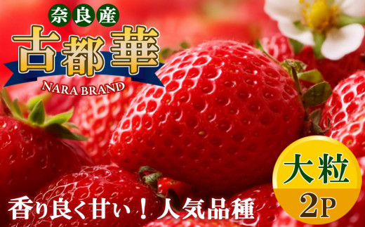 平群 の 古都華 いちご 大粒（ 4L ～ 5L サイズ） 2パック | 先行予約