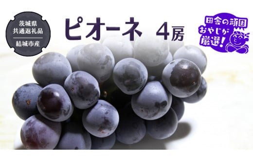 y錧΂݂炢szsI[l 4[y2026N8蔭Jnzi錧ʕԗi [Ԃǂ]FsYjcɂ̊ł₶II  Ԃǂ uhE  Ȃ 嗱 x Mtg Â