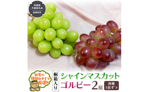 y錧΂݂炢szy ˔ z VC}XJbg  Sr[ ie1[j y2026N9甭Jnzi錧ʕԗi [Ԃǂ]FsYj VC}XJbg Sr