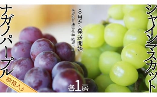 y錧΂݂炢szy ˔ z VC}XJbg 1[  iKmp[v 1[ y2026N8甭Jnzi錧ʕԗi [Ԃǂ]FsYj ʕ t[c }XJbg Ԃ