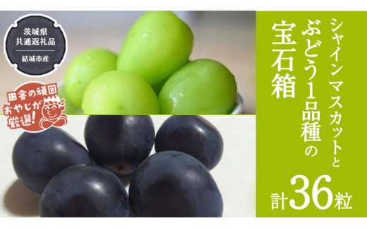 y錧΂݂炢szuXԂǂ36v VC}XJbg  Ԃǂ1i̕Δy2025N8蔭Jnzi錧ʕԗi [Ԃǂ]FsYj  Ԃǂ uhE  ʕ t