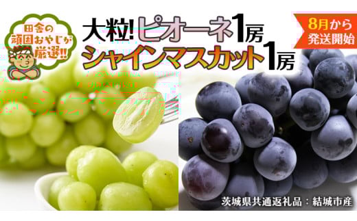 y錧΂݂炢szVC}XJbg  sI[l ie1[j y2026N8蔭Jnzi錧ʕԗi [Ԃǂ]FsYj VC}XJbg }XJbg Ԃǂ u