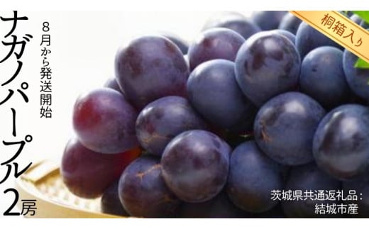 y錧΂݂炢szy ˔ z iKmp[v 2[ y2026N8甭Jnzi錧ʕԗi [Ԃǂ]FsYj ʕ t[c }XJbg Ԃǂ Mtg  v[g