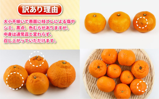 みかん定期便 訳あり 柑橘定期便 全3回 杉本屋 わけあり 完熟 みかん定期便 訳あり 柑橘定期便 全3回 杉本屋 わけあり 完熟