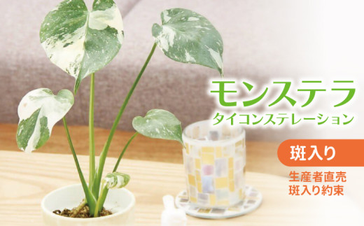 斑入りモンステラ 観葉植物 斑入り モンステラ タイ コンステレーション 2.5号ポット 栽培苗 植え