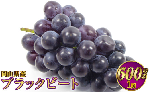 yRދ`zRY ubNr[g 600gi1[jy2026N8{`9{\z Ԃǂ uhE 