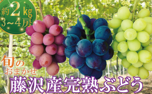 y_ސ쌧szԂǂ  2kg 3[4[ s\ y2026N8{zE  uhE  ʕ t[c { n  ӂ݂̂ VC}XJbg NC[j[i BKV[