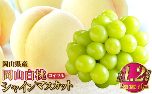 yRދ`zRY R C 3LTCY 300g×2ʁEVC}XJbg  600g×1[ l y2026N7{`8{\z     }XJbg Ԃǂ 