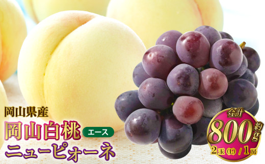 yRދ`zRY R G[X LTCY 200g×2ʁEj[sI[l 400g×1[ l y2026N7{`8{\z     sI[l Ԃǂ  uhE Zbg