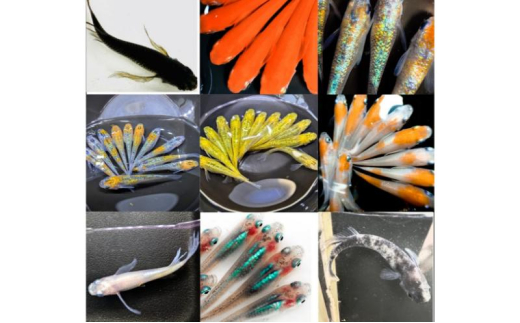 yQnȒz[5819-0392]yo׊3`11z@I~bNX߂Zbg10C{ۏ2CyM`LLTCYz@   ߂ _J Ϗ܋ Ϗܗp  ybg ~bNX Zbg 