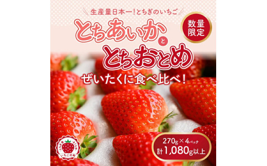 濃厚苺 さちのか 1.5kg［A13725-04］ - 佐賀県｜ふるさと